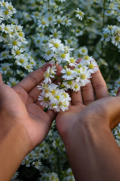 Hand Holding White Aster Flower Garden Blooming White Daisies Background — Stok fotoğraf