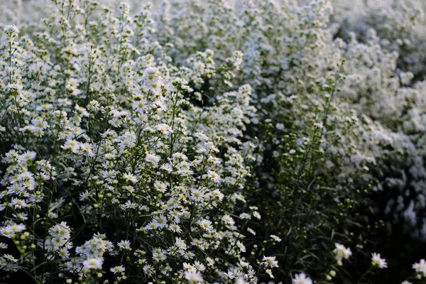 White Aster Flowers Blooming Garden Ready Harvest Indonesian Local Farmers — 스톡 사진