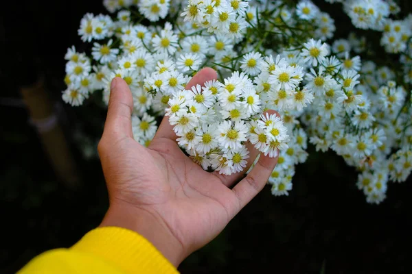 Hand Holding White Aster Flower Garden Blooming White Daisies Background —  Fotos de Stock