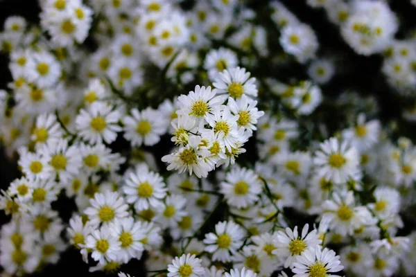 White Aster Flowers Blooming Garden Ready Harvest Indonesian Local Farmers — Photo