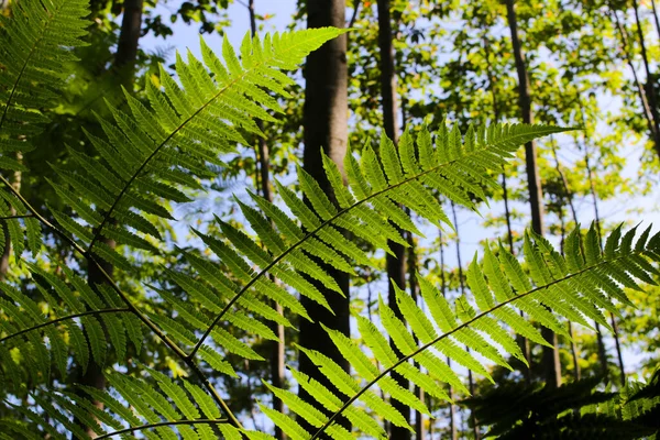 Close View Beautiful Fern Leaf Blurred Trees Background Woods — Stockfoto