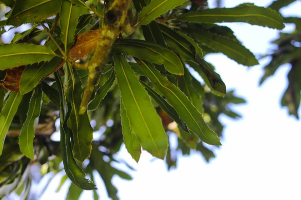 Nahaufnahme Der Blätter Der Macadamia Nüsse Garten — Stockfoto