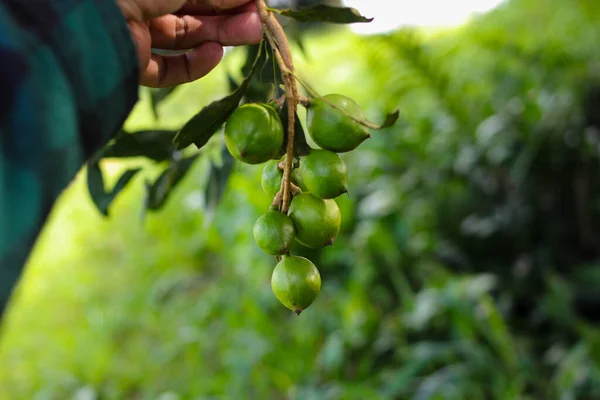 Hand Holding Bunch Macadamia Nuts Tree Macadamia Orchard — Stockfoto