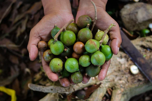정원에서 수확한 다미아 다미아 Macadamia 퀸즐랜드 마루티 하와이 넛으로 도알려져 — 스톡 사진
