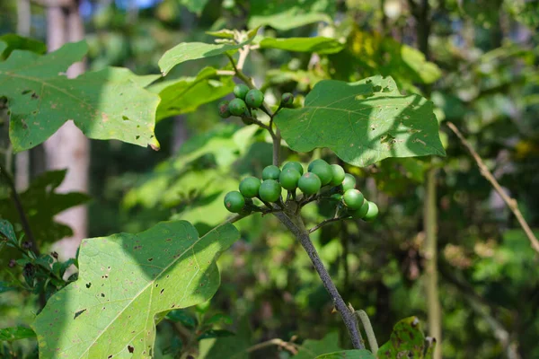 Close View Takokak Solanum Torvum Found Indonesia Rainforest Takokak Tekokak — Stockfoto
