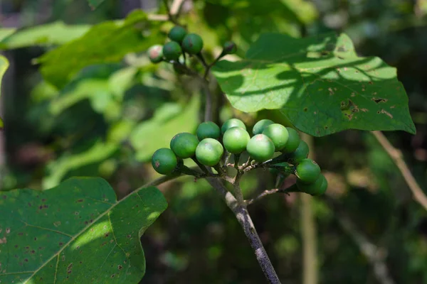 Close View Takokak Solanum Torvum Found Indonesia Rainforest Takokak Tekokak — Stockfoto