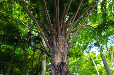 Endonezya yağmur ormanlarındaki güzel eğreltiotu ağacının yakın görüntüsü