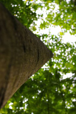 Sabahları yeşil yapraklı büyük bir ağaç gövdesine bak.