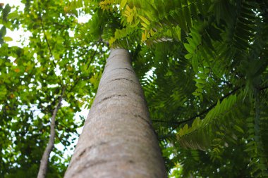 Sabahları yeşil yapraklı büyük bir ağaç gövdesine bak.