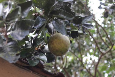 Bahçedeki ağaçta yetişen Pomelo meyvesi veya Jeruk Bali