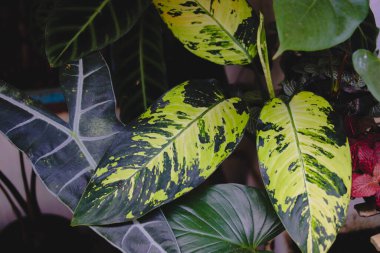 Bahçesinde yeşil yapraklar olan bir grup bitki.