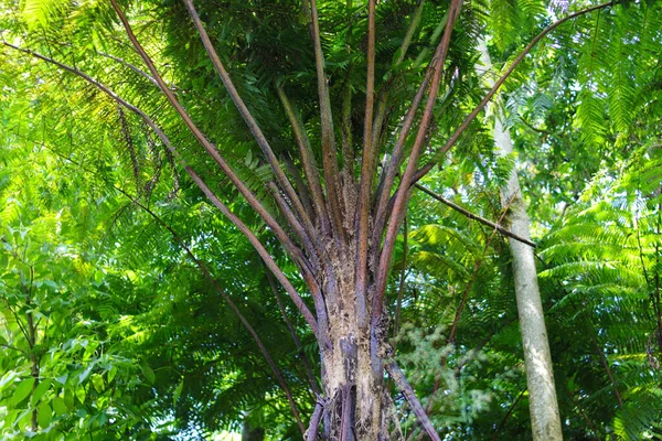 Close View Beautiful Fern Tree Indonesia Rainforest — Stockfoto
