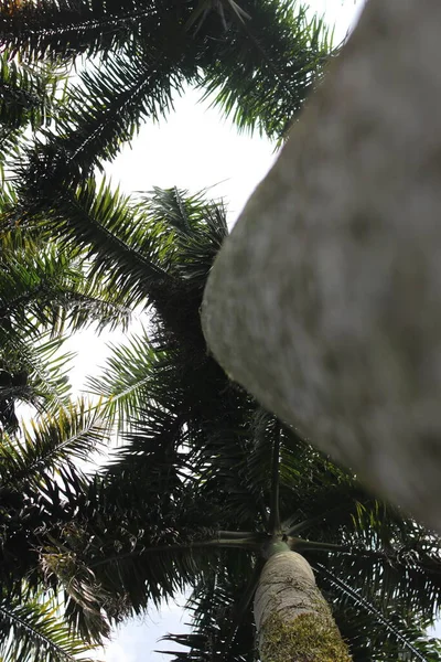 Look View Cuban Royal Palm Tree Florida Royal Palm Roystonea — Stock Photo, Image