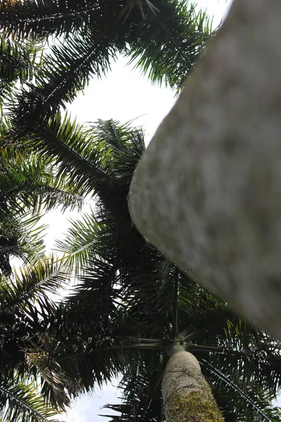 Look View Cuban Royal Palm Tree Florida Royal Palm Roystonea — Stock Fotó