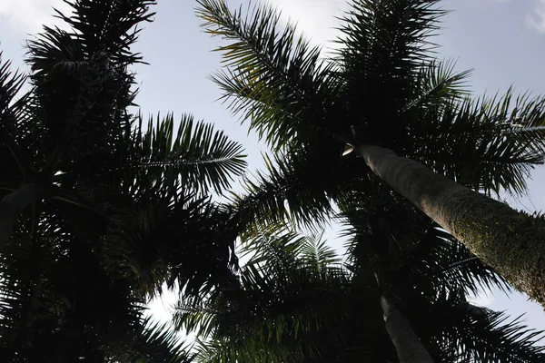 Look View Cuban Royal Palm Tree Florida Royal Palm Roystonea — Stock fotografie