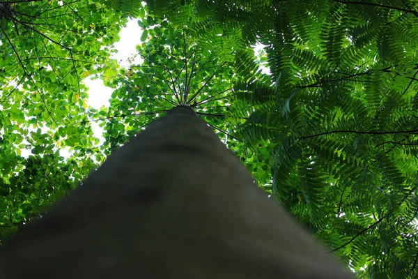 Взгляните Большой Ствол Дерева Зелеными Листьями Утром — стоковое фото