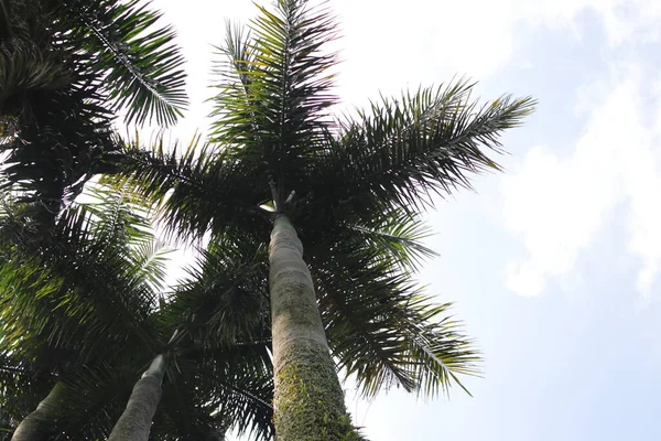 Look View Cuban Royal Palm Tree Florida Royal Palm Roystonea — Stock fotografie