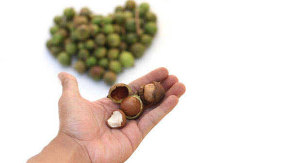 Hand holding macadamia nuts isolated on white background. Macadamia nuts also known as Queensland nut, bush nut, maroochy nut, bauple nut , Hawaii nut.