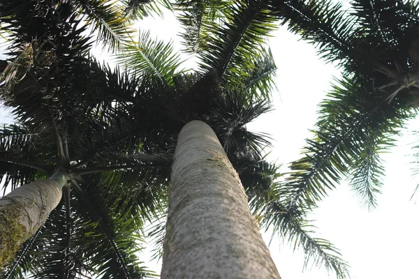 Look View Cuban Royal Palm Tree Florida Royal Palm Roystonea — ストック写真