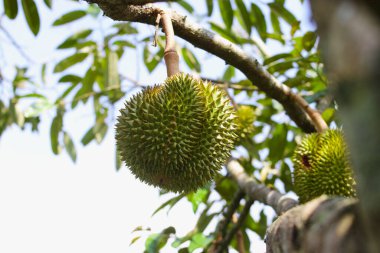 Bahçedeki ağaçtaki durianların yakın plan görüntüsü. Güneydoğu Asya 'nın Durian yerlisi, durianlar meyve kralı olarak da bilinirler..