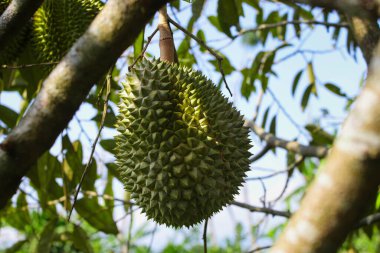 Bahçedeki ağaçtaki durianların yakın plan görüntüsü. Güneydoğu Asya 'nın Durian yerlisi, durianlar meyve kralı olarak da bilinirler..