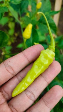 Bahçede Datil biberi ya da kırmızı biber (ayrıca Capsicum frutescens, chili biber, Cabai rawit merah olarak da bilinir) bulunuyordu.