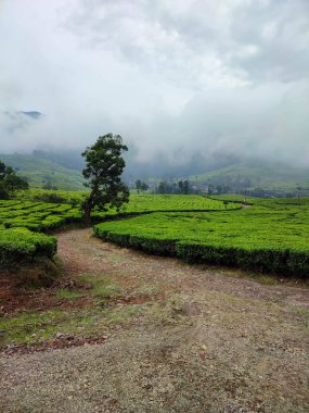 Öğleden sonra sisli, yağmur üstüne çay tarlası.