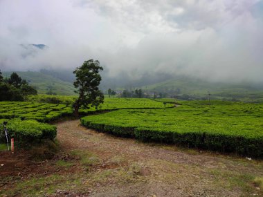 Öğleden sonra sisli, yağmur üstüne çay tarlası.