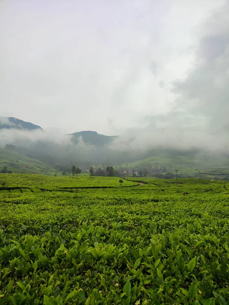 Tea Plantation Landscape Rain Soft Fog Afternoon — Fotografia de Stock
