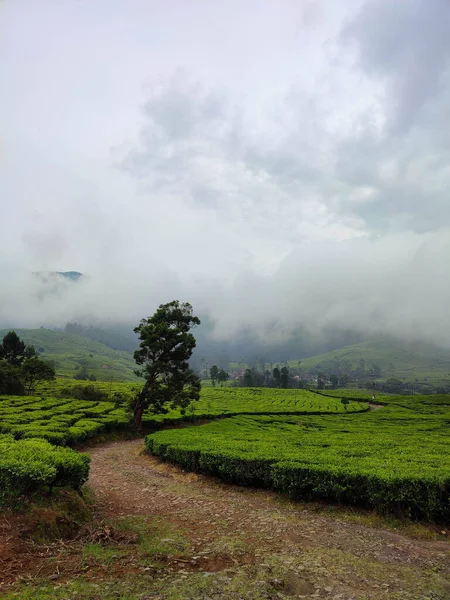 Tea Plantation Landscape Rain Soft Fog Afternoon — Stockfoto