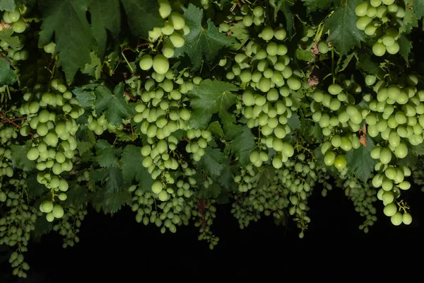 Green grapes in total darkness. Minimal nature concept.