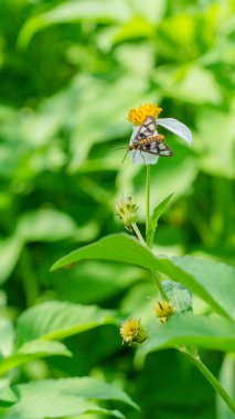 Bahçedeki güzel çiçekler