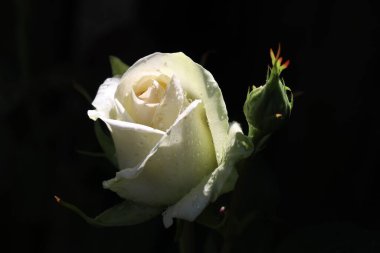 Çiylerle kaplı tek bir beyaz gül ile siyah arkaplan