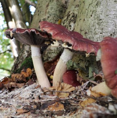 burgundy mushrooms growing on woodchips next to a tree