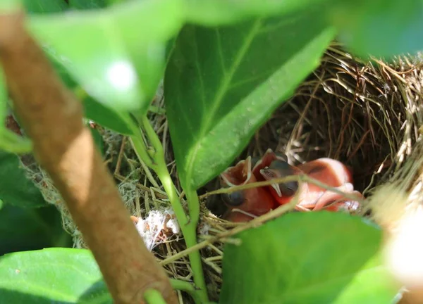 Gniazdo Nowo Narodzonymi Ptaszkami Ukrytymi Między Zielonymi Liśćmi — Zdjęcie stockowe