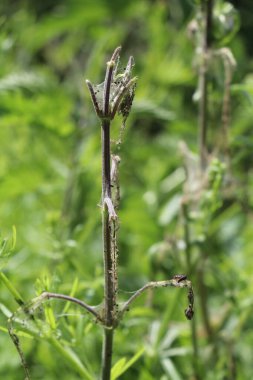 Isırgan otu kelebek tırtılları tarafından yenmiş.