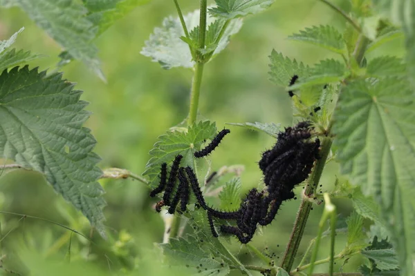 Gruppe Schwarzer Pfau Schmetterlingsraupen Ernährt Sich Von Brennnesselpflanze — Stockfoto