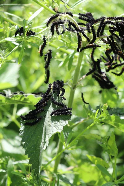 Grupo Orugas Mariposa Pavo Real Negro Alimentándose Una Planta Ortiga —  Fotos de Stock