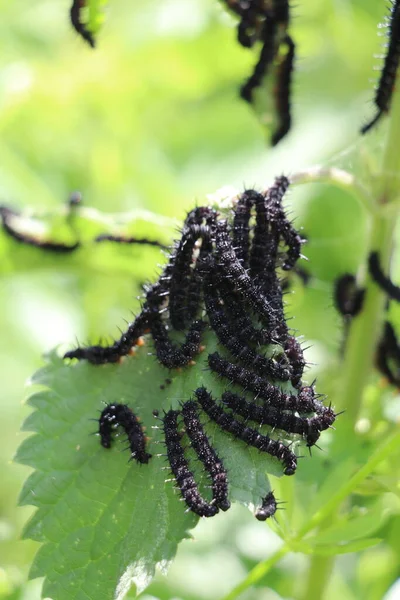 Grupo Orugas Mariposa Pavo Real Negro Alimentándose Una Planta Ortiga —  Fotos de Stock