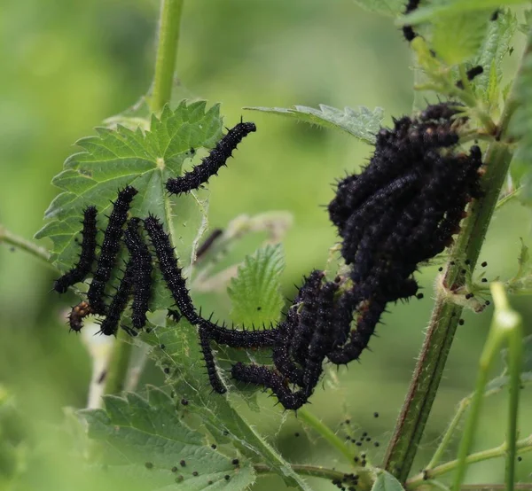 Grupo Orugas Mariposa Pavo Real Negro Alimentándose Una Planta Ortiga —  Fotos de Stock