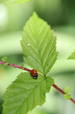 Meadowsweet sapında bir bayan böcek