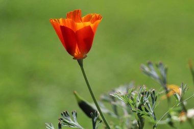 Kısmen açık turuncu Kaliforniya haşhaşı ve yeşil bokeh arka planı var.