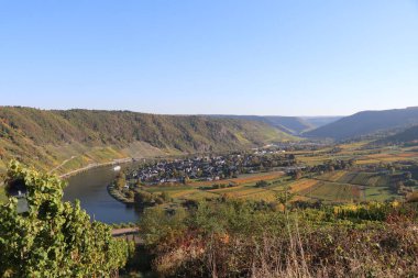 horse shoe bend in the Moselle river with surrounding vineyards in fall coloring