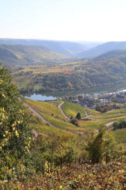 Moselle valley with panoramic view of vineyards in fall colors