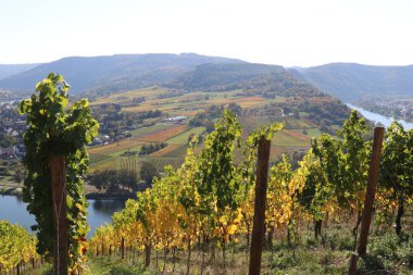 Moselle valley with panoramic view of vineyards in fall colors