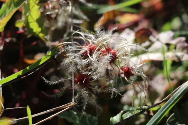 old man's beard creeper plant with red seeds and fluffy white entrails