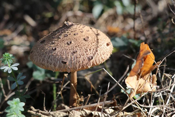 Brown Umbrella Mushroom Sunny Spot Forest Floor — Foto de Stock