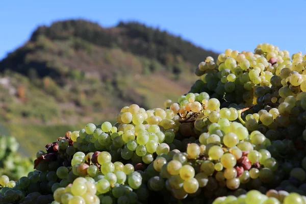 Big Bunch White Grapes Harvested — Stok fotoğraf