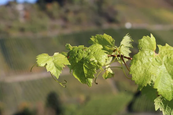 Loose Branch Grape Vine Bokeh Background Vineyards Mountain Distance — Foto Stock
