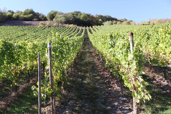 perspective of neat rows of green grapevines growing up a slope